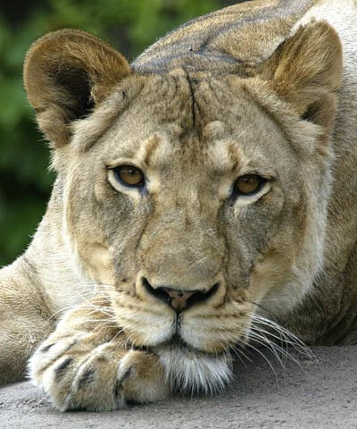 lioness